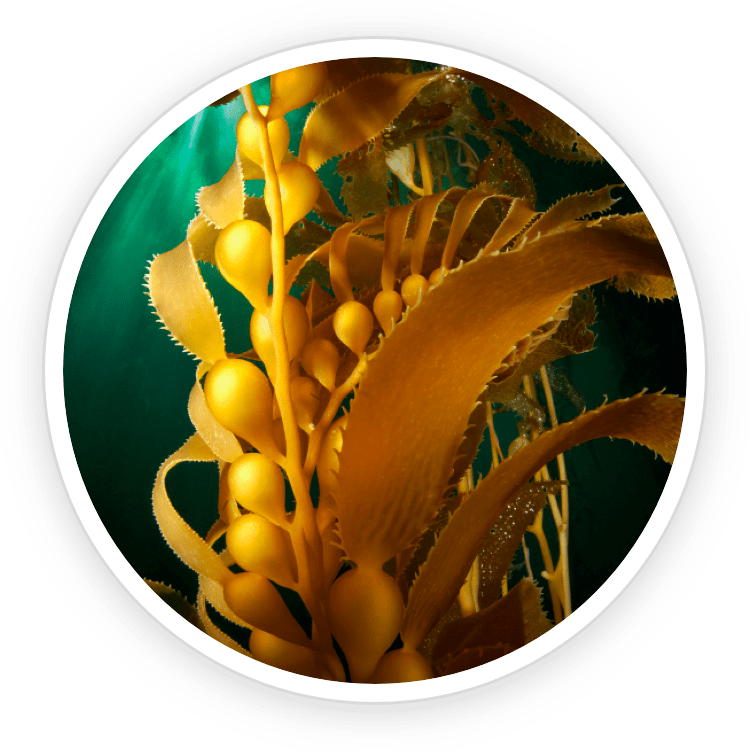 Kelp Powder Kelp Powder