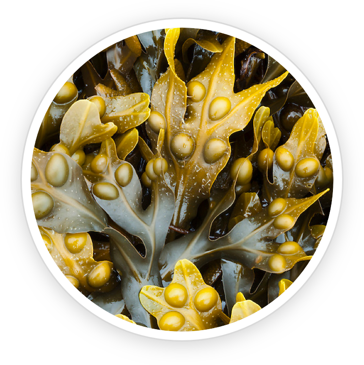 pin_b4 Kelp Powder