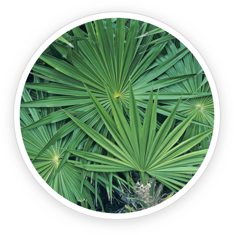 Saw Palmetto Saw Palmetto